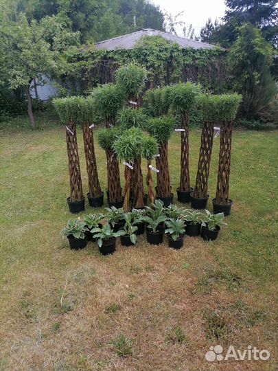 Плетеные деревья из сортовой ивы