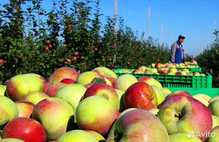 Вахта Сборщик яблок