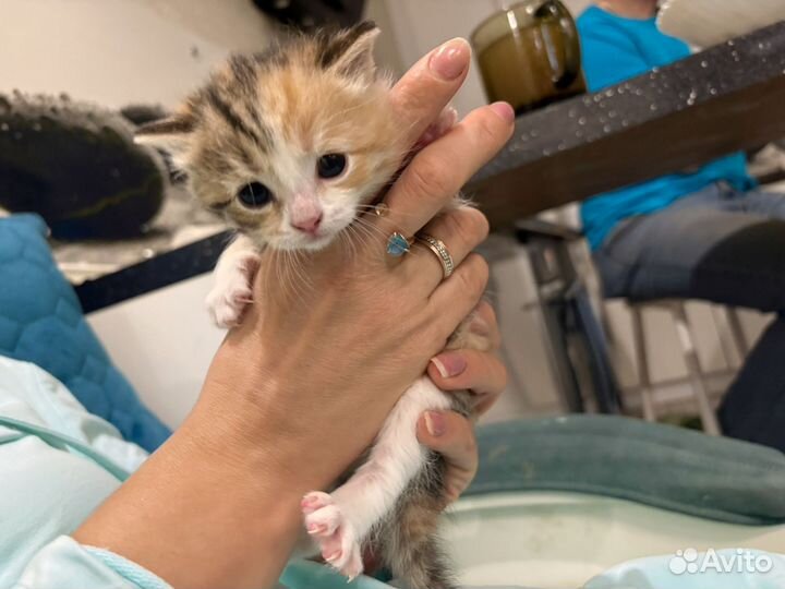 Серебристая шиншилла вислоухая