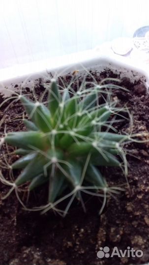 Кактусы и суккуленты