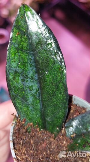 Замиокулькас Супер нова