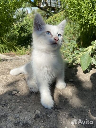 Котенок в добрые руки