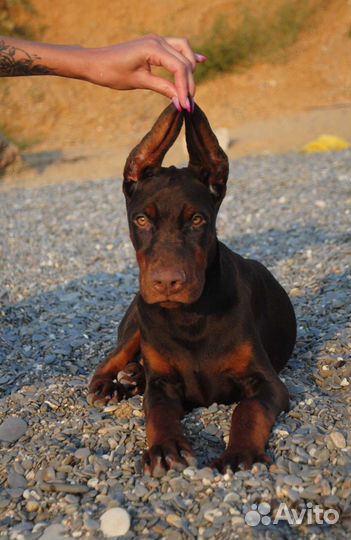 Щенки, кобели для вязки