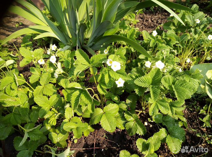 Земляника лесная рассада