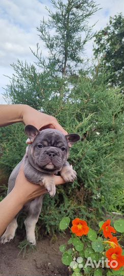 Французский бульдог щенки