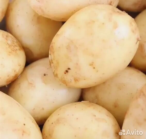 Картофель молодой, крупный, средний, семенной