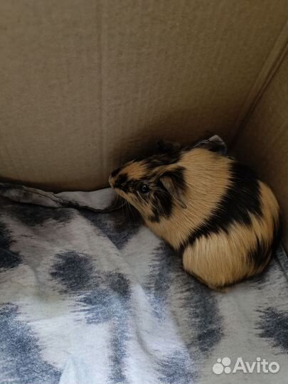 Морская свинка