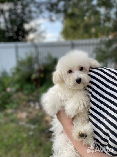 Мальтипу f1 ф1