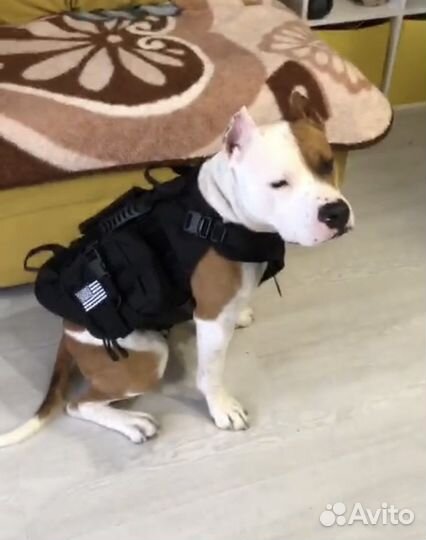 Жилет тактический для собак