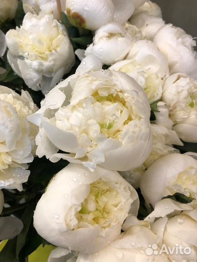 Пионы Букет из пионов 3 21 51 101 шт