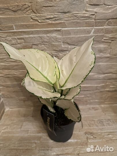 Аглаонема супер вайт d12