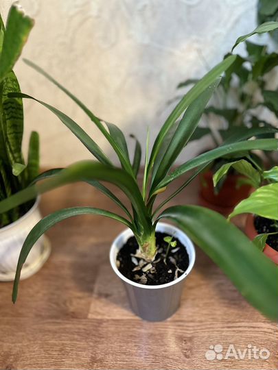 Комнатные растения цветы большие