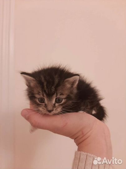 Мальчик 2мес в дар