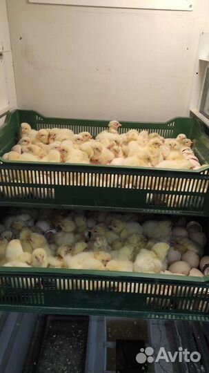 Цыплята бройлеры