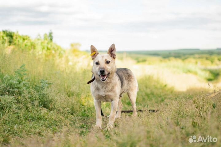 Собака из приюта в добрые руки