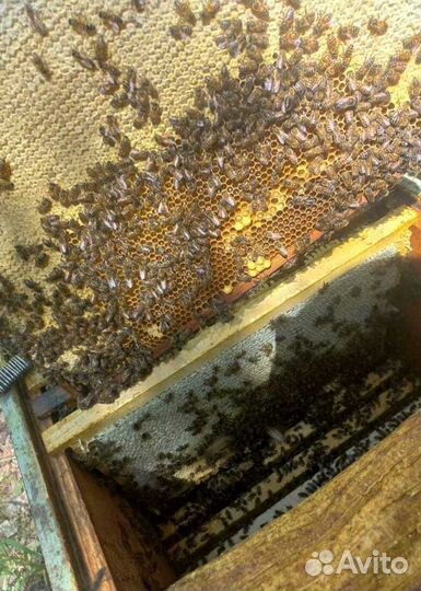 Мед гречишный от пчеловода