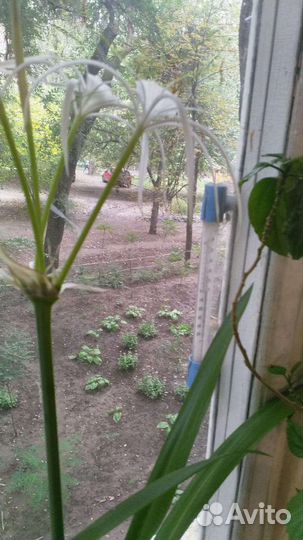 Комнатные цветы Лилия