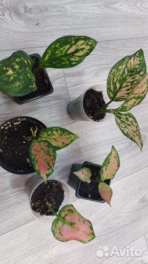 Сортовые аглаонемы