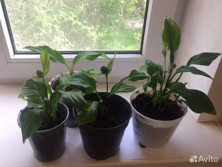 Спатифиллум, женское счастье