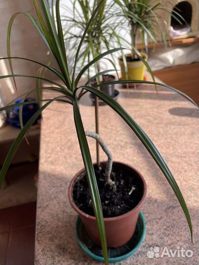 Фикусы черный принц, белиз, тинеке,кротон