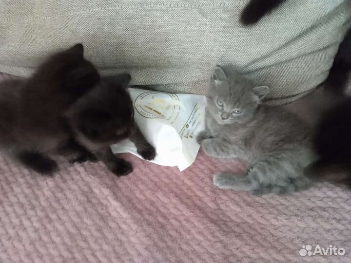 Котята в добрые руки бесплатно