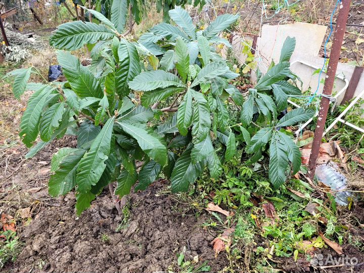 Мушмула японская