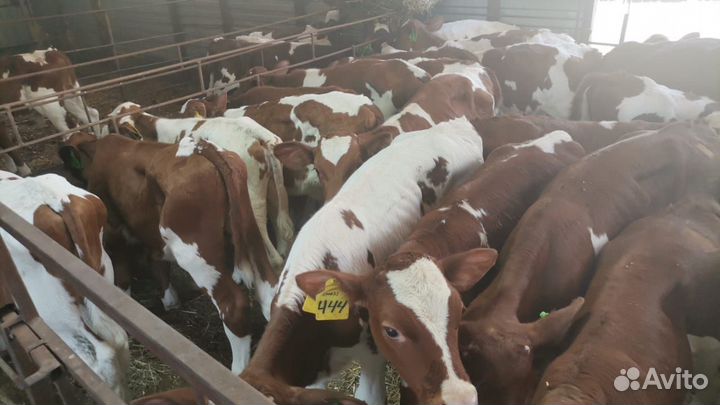 Телята бычки