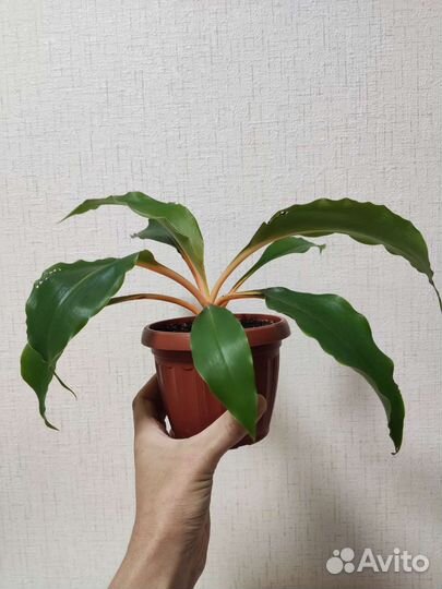 Хлорофитум грин оранж