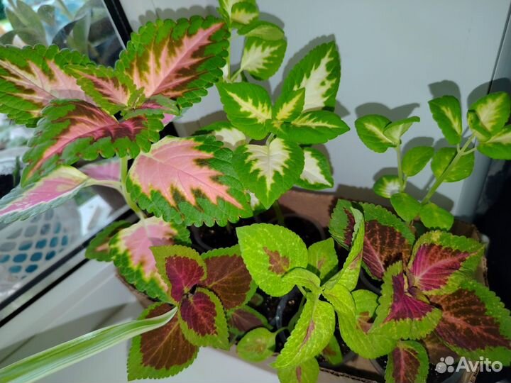 Колеусы разные цвета набор