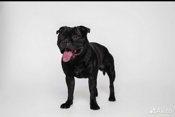 Стаффордширский Бультерьер вязка