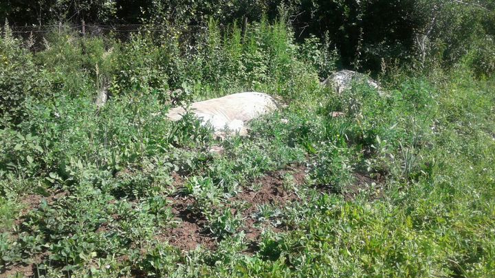 Участок 5 сот. (СНТ, ДНП)