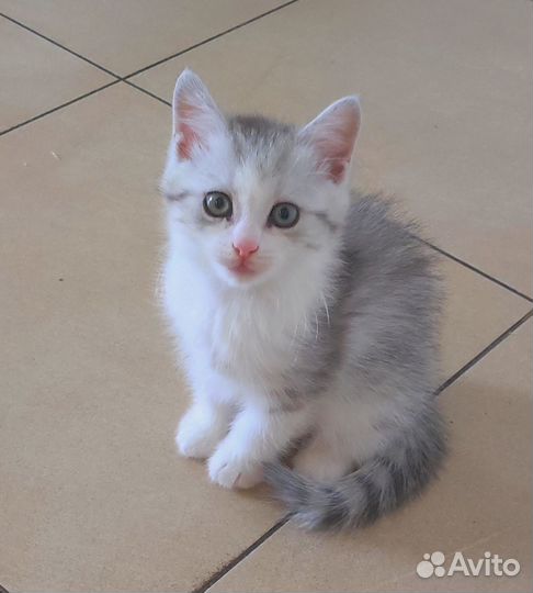 Необыкновенные котята