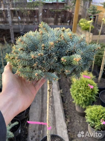 Ель голубая шар на штамбе