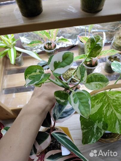 Хойя аглаонема филодендрон