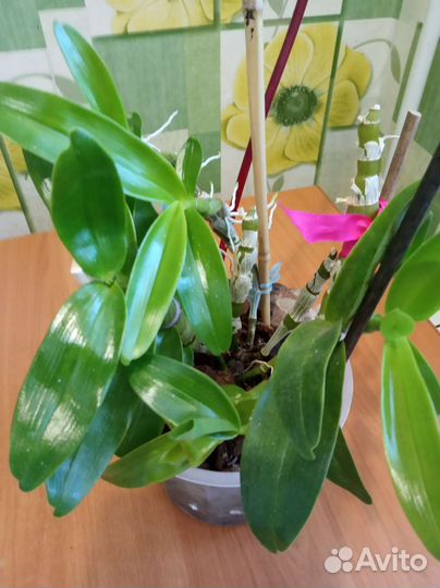 Дендробиум нобиле