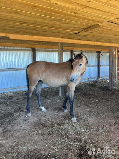 Продаю кабылу 1,5 года