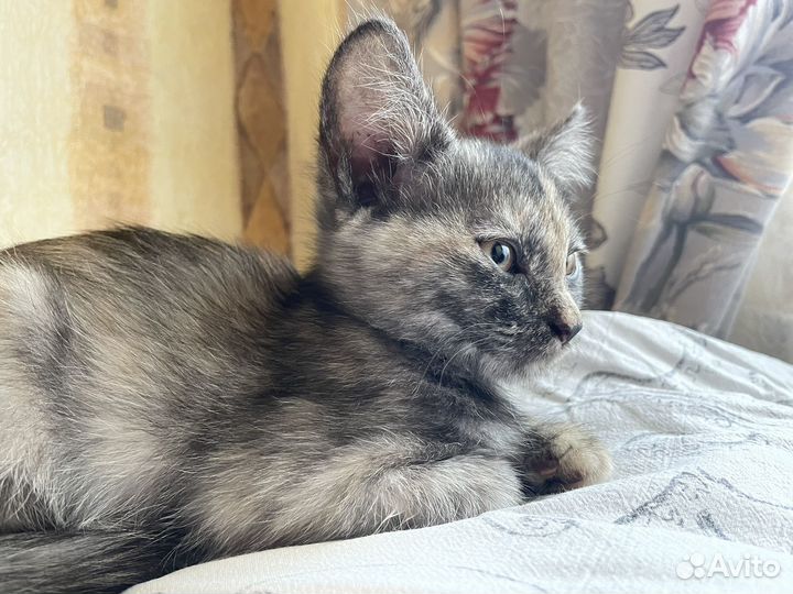 Котенок девочка в добрые руки
