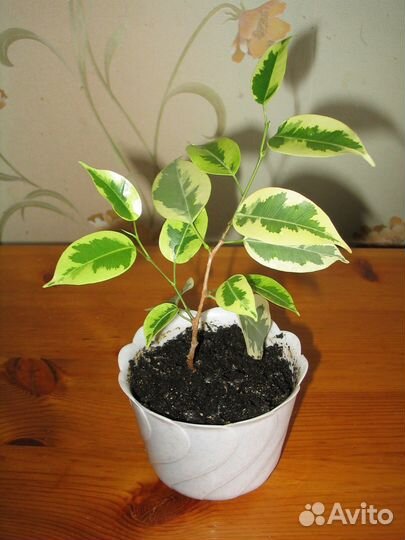 Фикус двухцветный