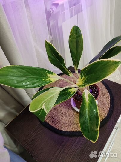 Аглаонема White Lime