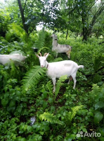 Козье молоко