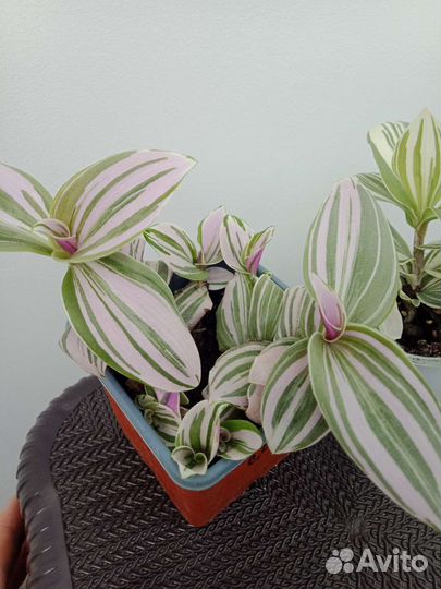 Традесканция