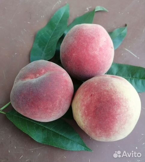 Саженцы персика