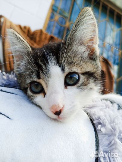 Котя ищет дом