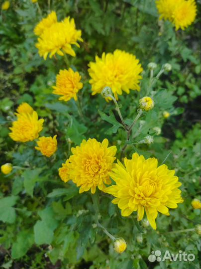 Хризантемы