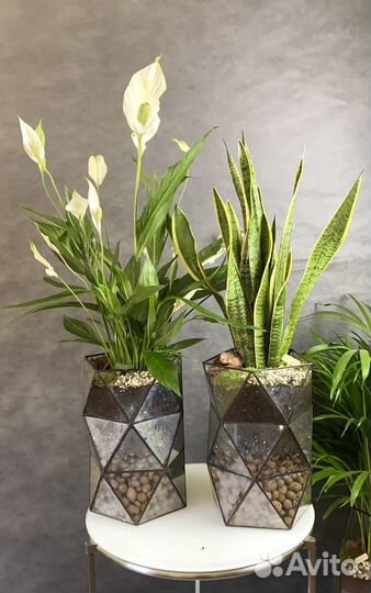 Сансеверия, доставка цветов