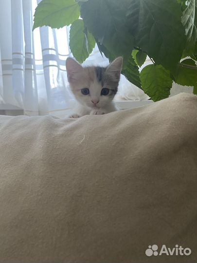 Кошка в дар