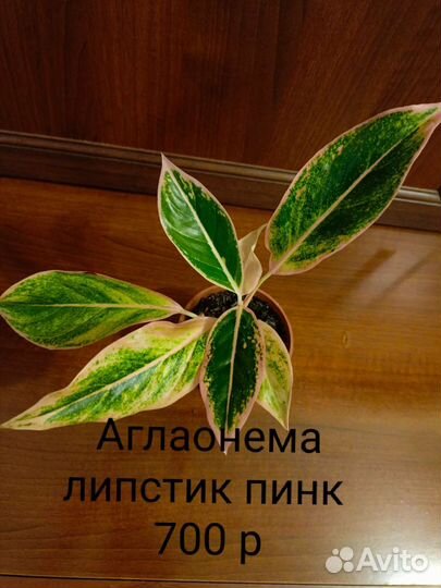 Сортовые аглаонемы