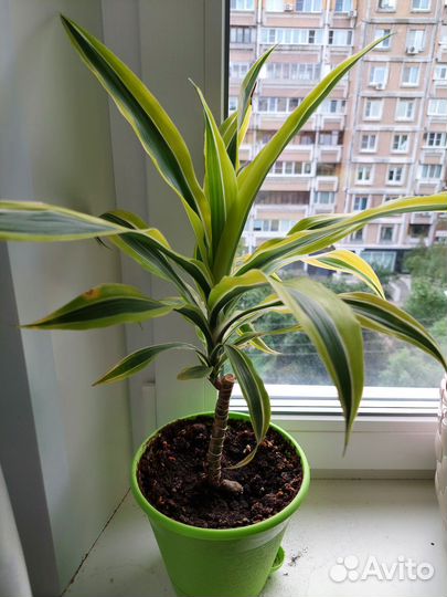 Замиокулькас и другие комнатные растения