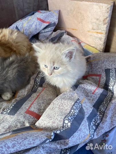 Кошки в добрые руки бесплатно