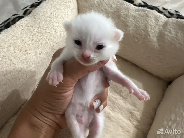 Продам вислоухих шотландцев